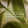 Unisex Perfume L'Occitane En Provence VERBENA 100 ml